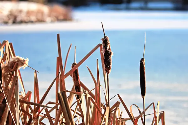 Quenouilles séchées en hiver contre l'eau bleue gelée — Photo