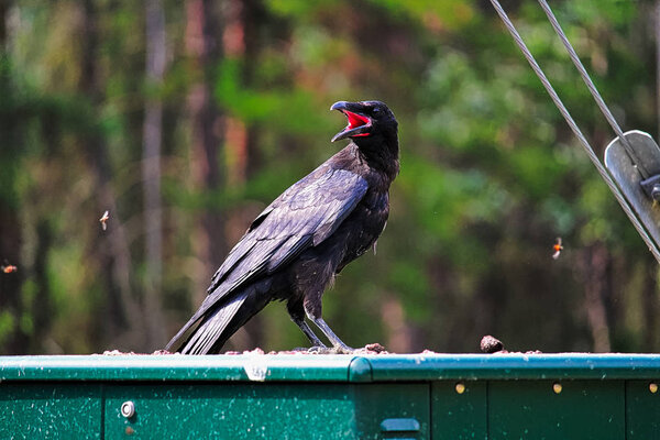 A raven trying to catch flies with its mouth wide open