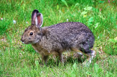 Tüm bacak atlamalı bir Karayak tavşanı ayakta