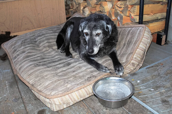 A sad dog with a frozen water bowl