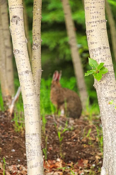 Vy av en suddig kanin i avståndet mellan träden — Stockfoto