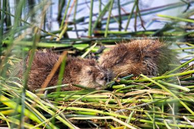 Two young muskrats sleep on reed mounds in the summer clipart