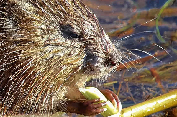 Fechar de uma cabeça de rato almiscarado e garras — Fotografia de Stock