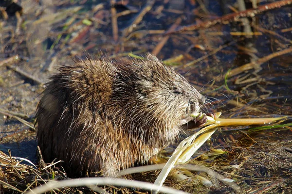 Um rato almiscarado sentado em uma costa e comendo juncos na primavera — Fotografia de Stock