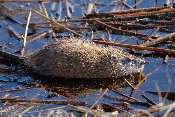 Genç bir Misk sıçanı hala sığ sularda oturur