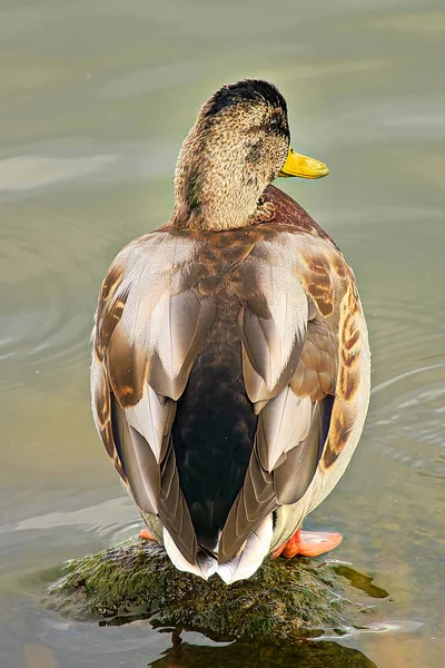 The back of juvenile male duck starting to molt — Stock Photo, Image