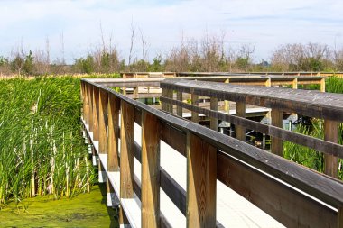 Bir bataklık bölgede inşa bir eğitim boardwalk
