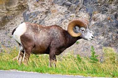 Bir erkek bighorn koyun bir otoyol yiyor