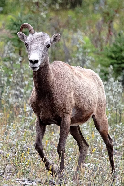 Uma ovelha fêmea bighorn com apenas um chifre — Fotografia de Stock