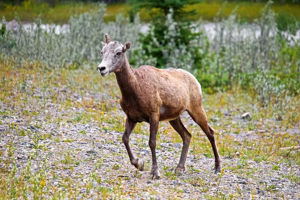 Uma fêmea bighorn ovelhas caminha em solo rochoso — Fotografia de Stock