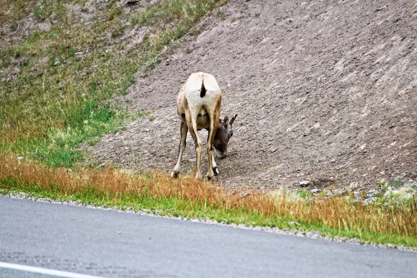 A parte de trás de uma ovelha fêmea ao longo da estrada — Fotografia de Stock