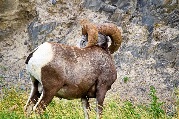 La vista trasera de un cuerno grande macho ovejas cuernos — Foto de Stock