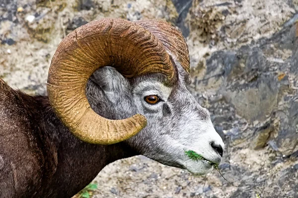 Una vista de cerca de una oveja de cuerno grande comiendo hierba — Foto de Stock