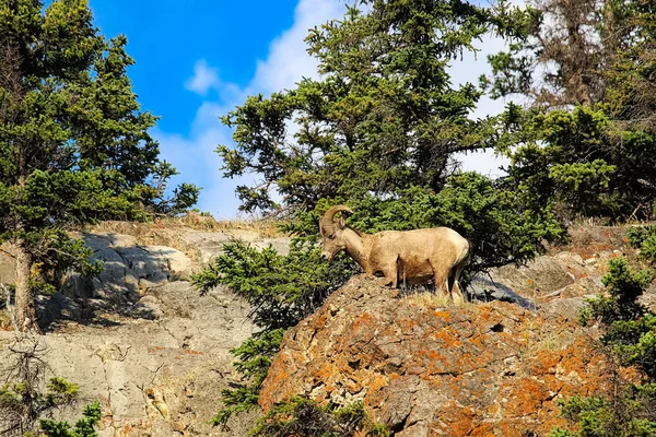 Uma ovelha bighorn fica no topo de um monte rochoso — Fotografia de Stock