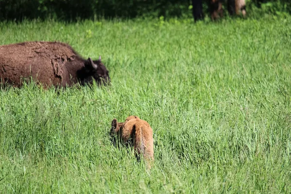 Молодой теленок буйвола пасутся в высокой траве — стоковое фото