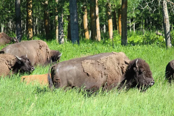 A buffalo and young calf walk through tall grass — Stock Photo, Image