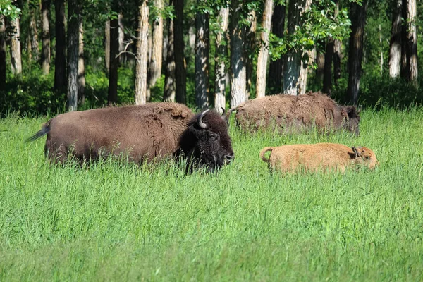 A buffalo and young calf walk through tall grass — Stock Photo, Image