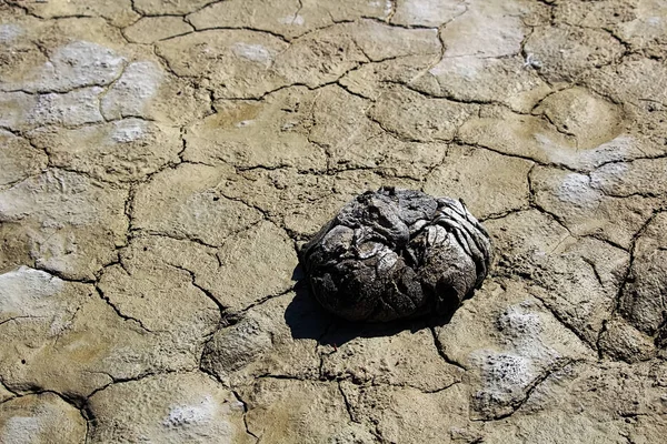 Fezes de búfalo secas em uma lama seca plana — Fotografia de Stock