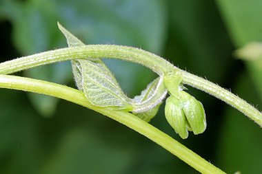 Tomurcuklu fasulye sarmaşığı ve yaprakları.