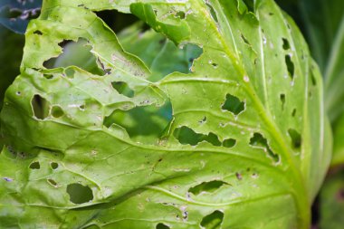 A cabbage leaf covered in holes caused by insects clipart