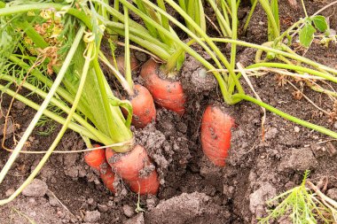 Bahçe toprağında bir demet havuç