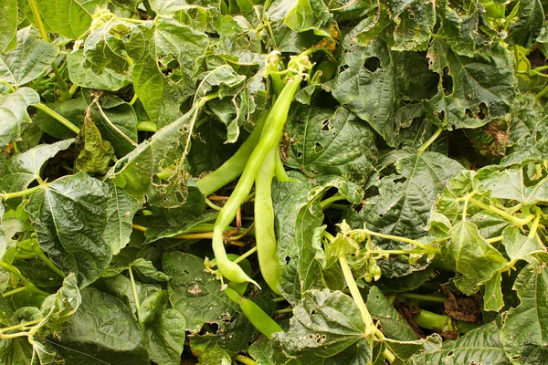 Detailní záběr fazolových rostlin po mrazu — Stock fotografie