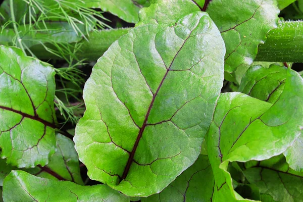 Fechar-se de uma folha de beterraba verde com veias roxas — Fotografia de Stock