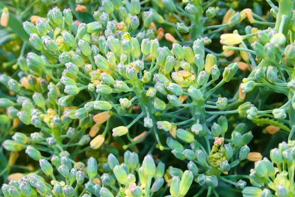 Vista macro de brotos de brócolis cobrindo gotas de orvalho — Fotografia de Stock