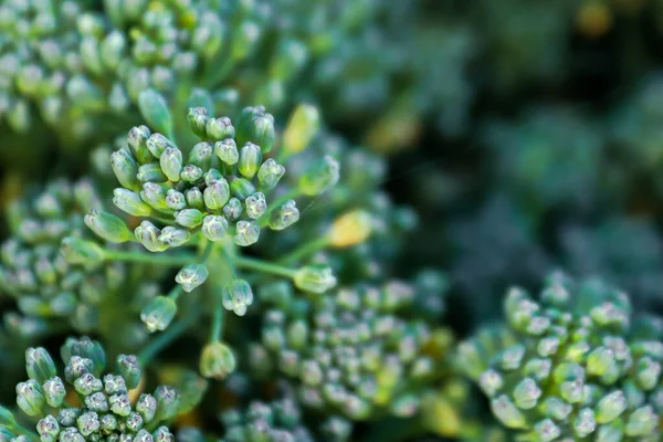 Brokoli tomurcuğunun yakın plan başı koyu bir arkaplanda — Stok fotoğraf