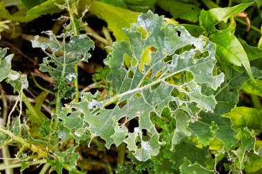 A kale leaf covered in holes caused by insects clipart