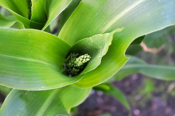 A vista superior de um borla que cresce fora de um topo de milho — Fotografia de Stock