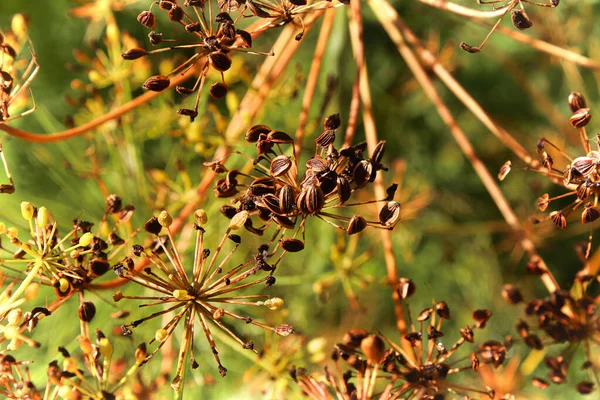 Закрытие коричневых семян укропа на стеблях — стоковое фото