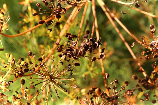 Closep of brown ripening dill seeds on stalks — Stock Photo, Image