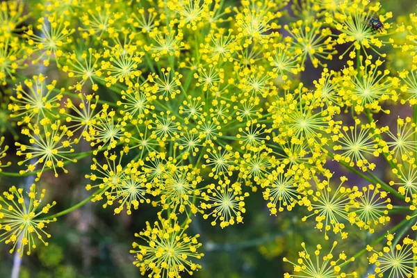 Detailed background of yellow dill flower umbrellas — Stock Photo, Image