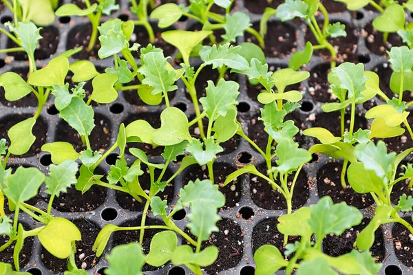 Closeup of a kale seedlings growing in starter trays — Φωτογραφία Αρχείου