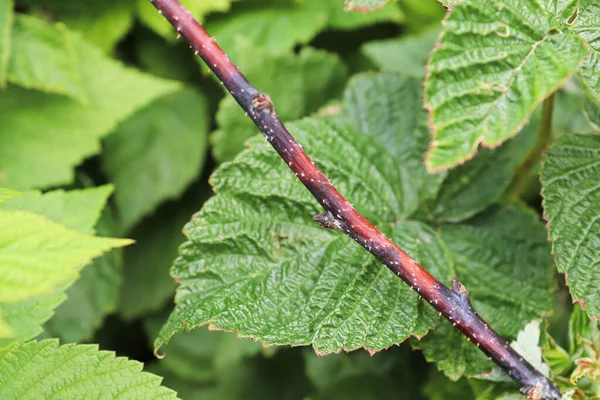 Closeup of a raspberry inflected with cane blight — Φωτογραφία Αρχείου