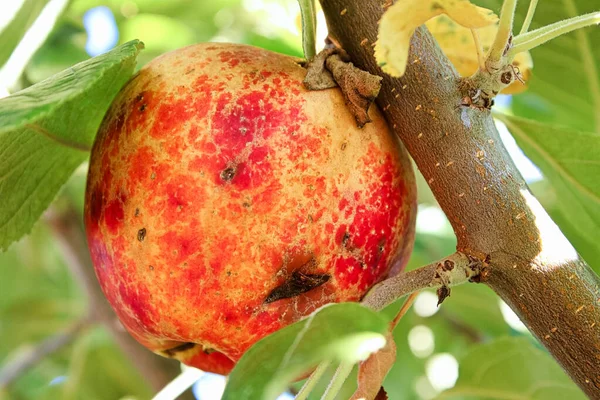 Siniaki i cięcia na jabłku spowodowane gradem — Zdjęcie stockowe