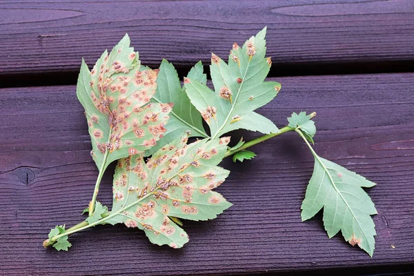 La parte inferior de las hojas infectadas con óxido de espino enebro —  Fotos de Stock