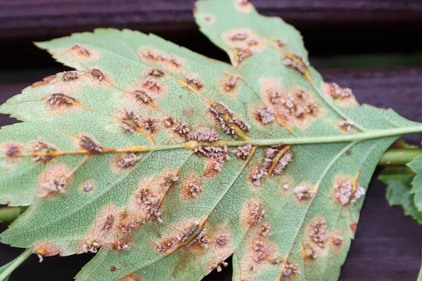 La parte inferior de las hojas infectadas con óxido de espino enebro —  Fotos de Stock