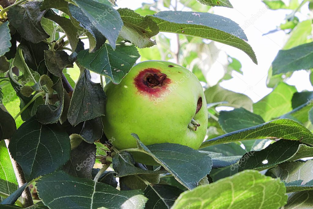 A hole in a apple caused by a codling moth