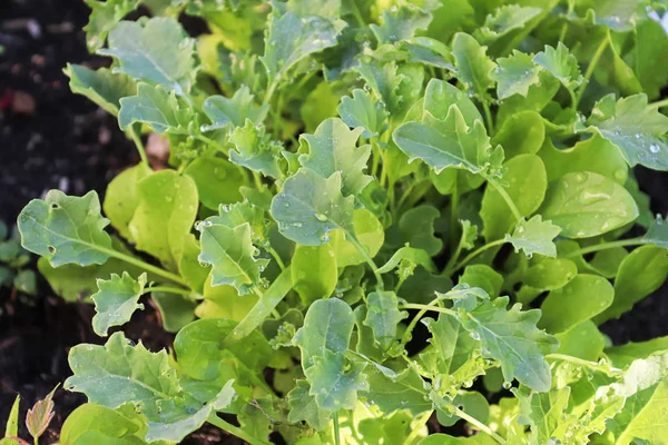 Nahaufnahme von gemischtem Babysalatgemüse mit Wassertropfen — Stockfoto