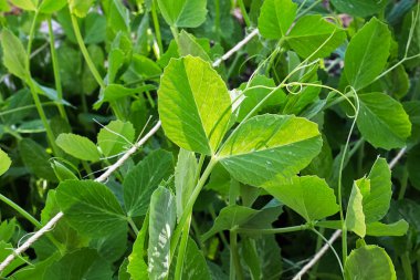Taze bezelye üzümleri destek ipleri arasında