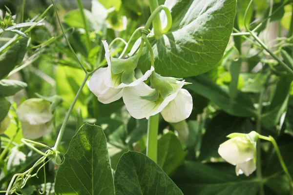 Diverse erwtenbloemen groeien in de tuin — Stockfoto