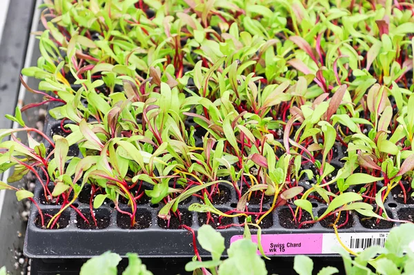 A tray of swiss chard microgreens sprouting