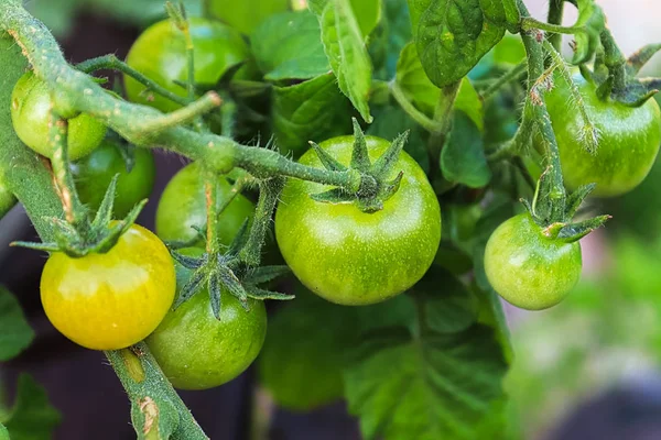 Tomates não amadurecidos jovens que crescem em uma videira — Fotografia de Stock