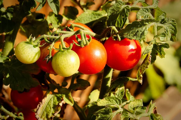 Vista lateral de tomates em amadurecimento na vinha — Fotografia de Stock