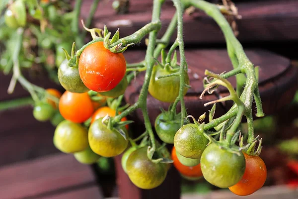Pequenos tomates cereja em várias fases de amadurecimento — Fotografia de Stock