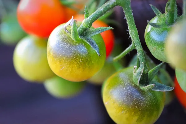 Vista macro de tomates amadurecendo na planta — Fotografia de Stock