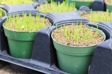 Seradaki yeşil çömleklerde filizlenen genç çayırlar