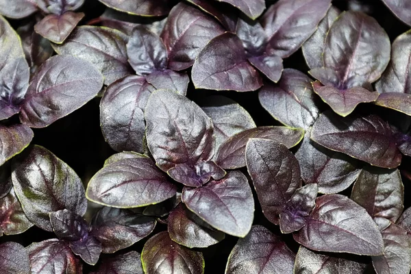 Background of young purple basil plants leaves